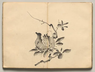 Pomegranate from Ōkyo Picture Book — Maruyama Ōkyo