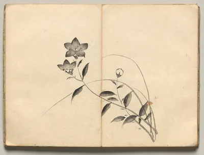Chinese Bellflower from Ōkyo Picture Book — Maruyama Ōkyo