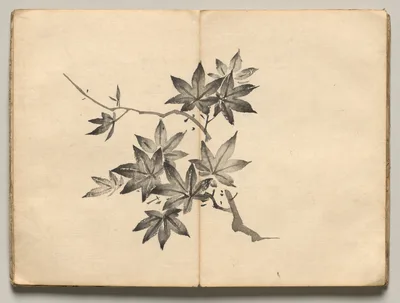 Maple from Ōkyo Picture Book — Maruyama Ōkyo