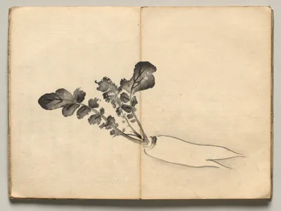 Radish from Ōkyo Picture Book — Maruyama Ōkyo