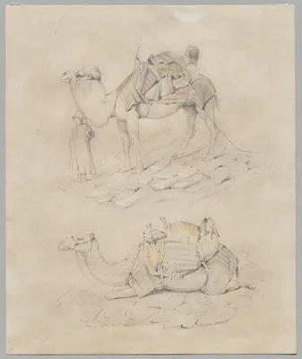 Study of Camels
