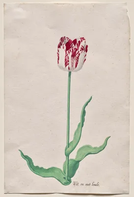 Study of a Tulip (Wit en root boode) — Pieter Holsteyn II