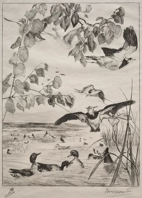 Lapwings and Teals — Félix Bracquemond