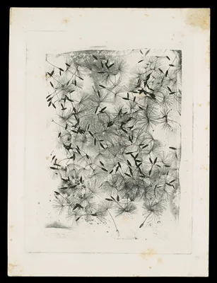 [Dandelion Seeds] — William Henry Fox Talbot