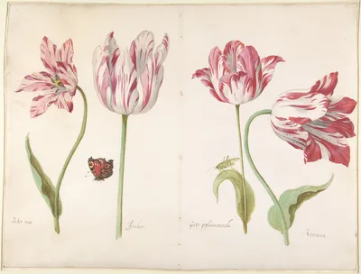 Four Tulips:  Boter man (Butter Man), Joncker (Nobleman), Grote geplumaceerde (The Great Plumed One), and Voorwint (With the Wind) — Jacob Marrel