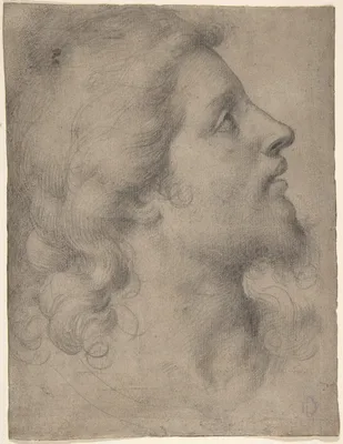 Head of a Bearded, Young Man in Profile Facing Right — Bronzino