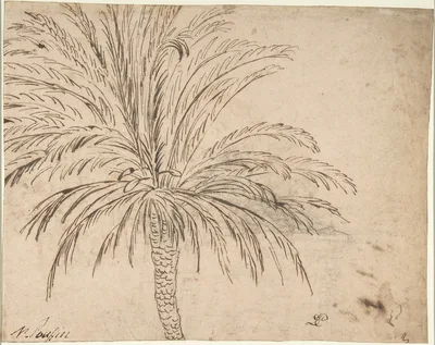 Study of a Palm Tree (recto); Mountain Landscape (verso) — Niccolo Pussino
