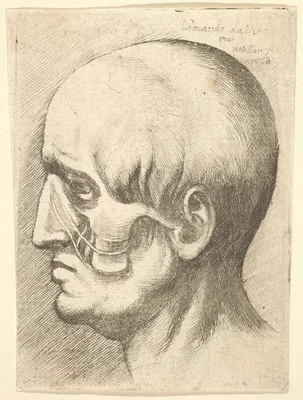 Male head in profile to left with muscles exposed — Leonardo da Vinci · Wenceslaus Hollar