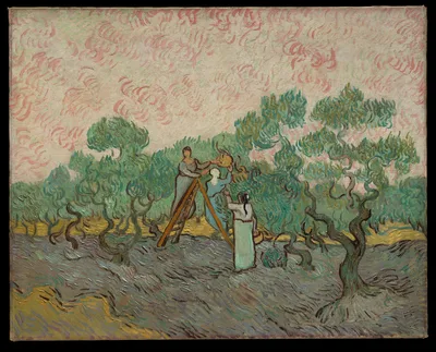 Women Picking Olives — Vincent van Gogh