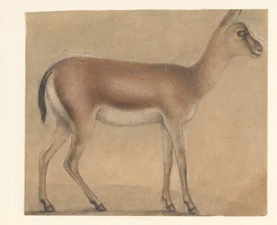 A Gazelle in Profile, Moving Toward the Right — Michelino Molinari da Besozzo