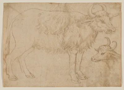 Study of Two Bovine Animals — The Veneto
