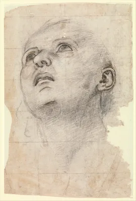 Study of the Head of a Youth Gazing Upward — Pietro Perugino