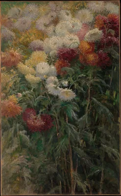 Chrysanthemums in the Garden at Petit-Gennevilliers — Gustave Caillebotte